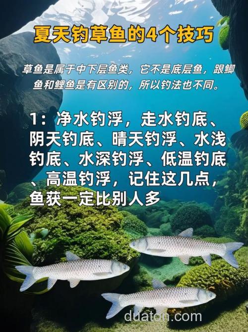 夏季不同时间段的钓草鱼技巧