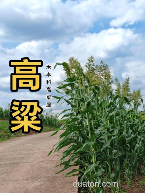 高粱可以钓鱼吗？