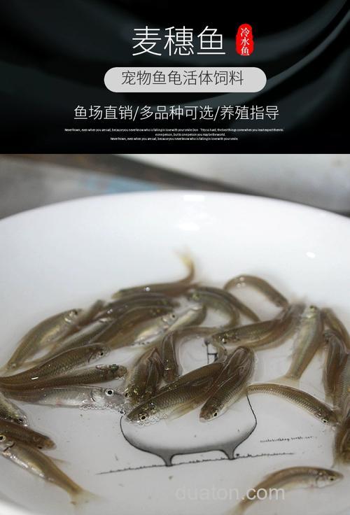 麦穗鱼苗吃什么长得快?
