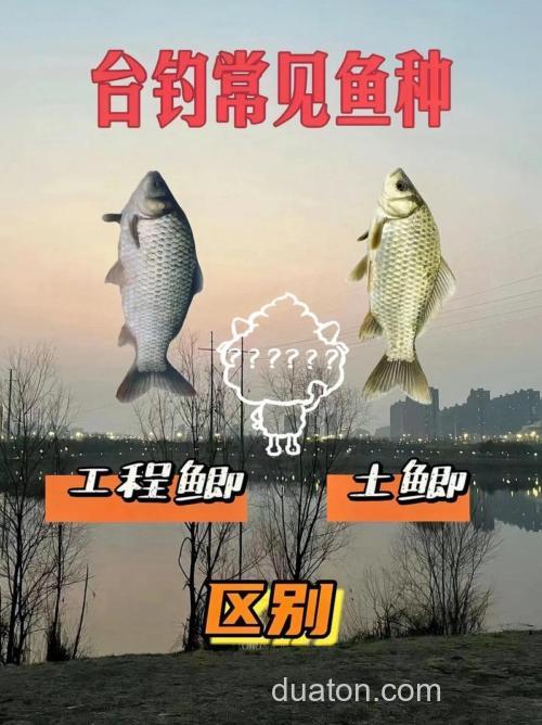 池塘台钓鲫鱼与野钓的不同之处(上)