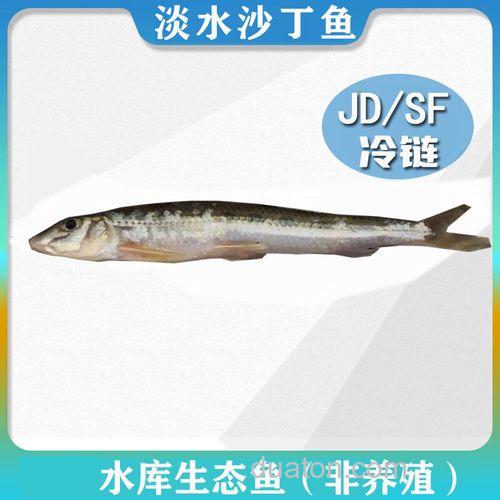 船丁鱼是咸水鱼还是淡水鱼?
