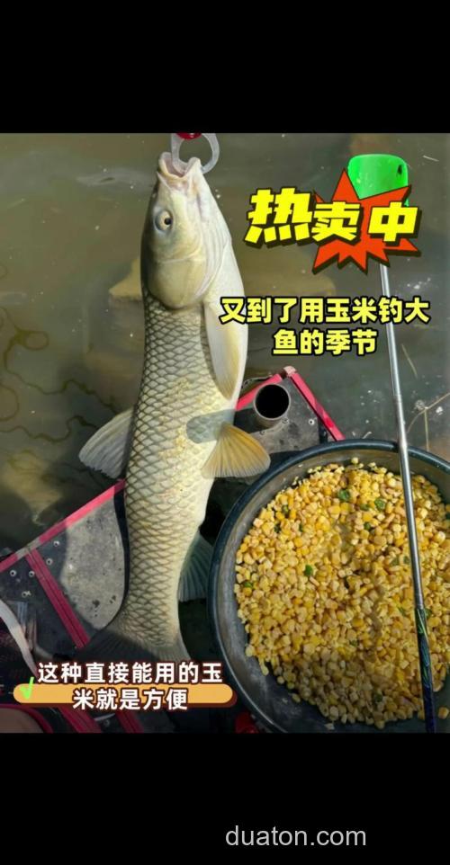 嫩玉米打窝多久可以钓鱼?