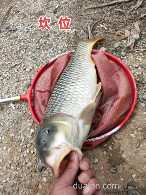 如何自制水果味钓鲤鱼