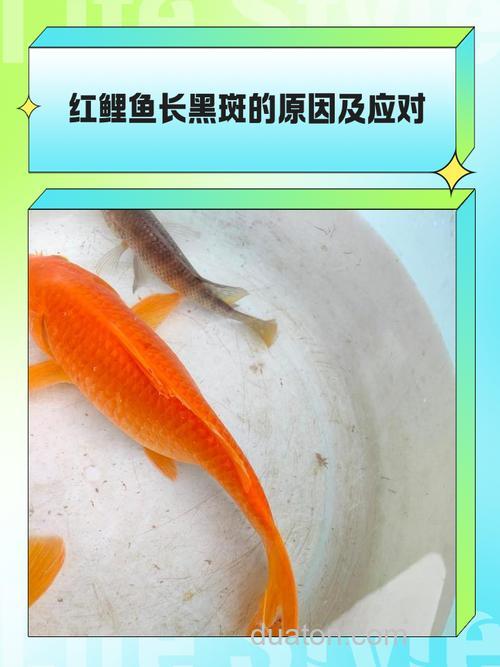 鲤鱼怕什么颜色?