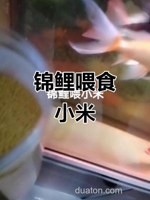 请问鲤鱼吃小米吗?