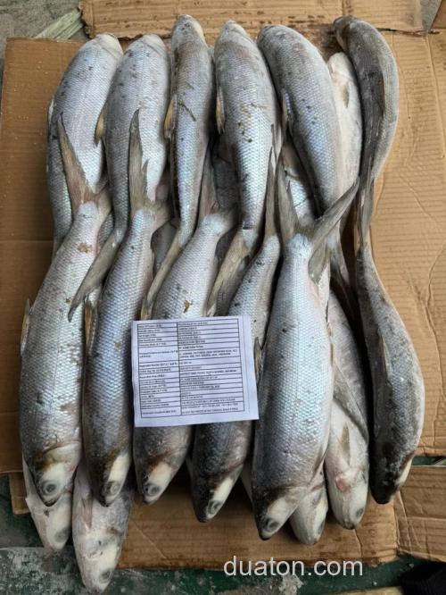 牛奶拌饵料可以钓什么鱼?