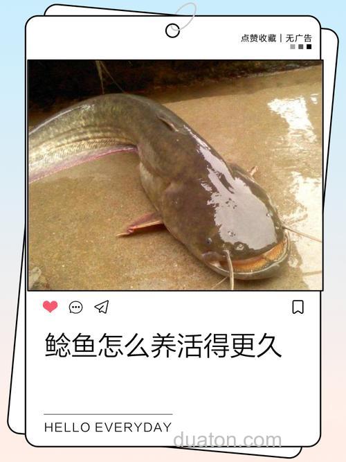 鲶鱼有什么好的养殖技术吗?