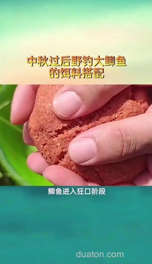 中秋钓鲫鱼用奶香还是麝香?