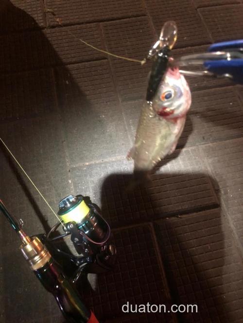 路亚夜钓胡子鲢鱼的最佳时间?