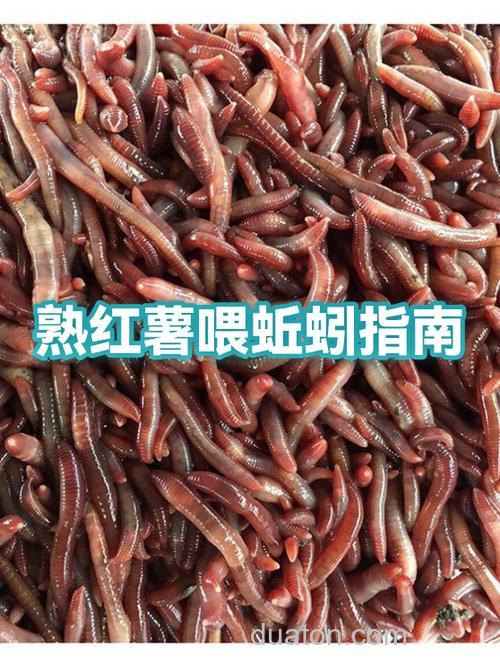 红薯喂蚯蚓的方法？