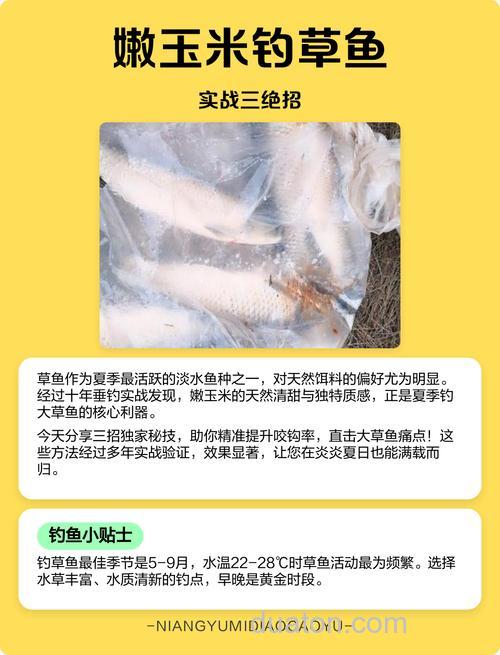 玉米钓草鱼的方法和技巧,玉米怎么钓草鱼