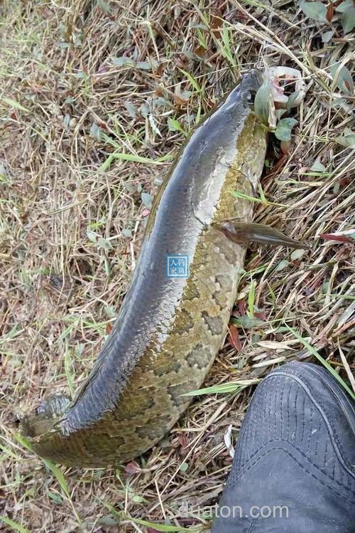 大河草洞就用鲫鱼肉钓黑鱼