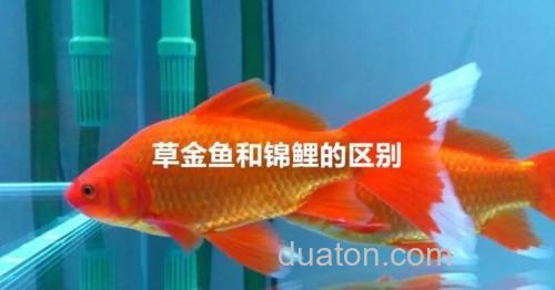 为什么鲫鲤鱼能够无性复制?