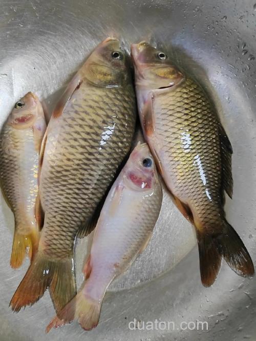 人工养殖鲤鱼怎么钓水泡黄豆好用吗?