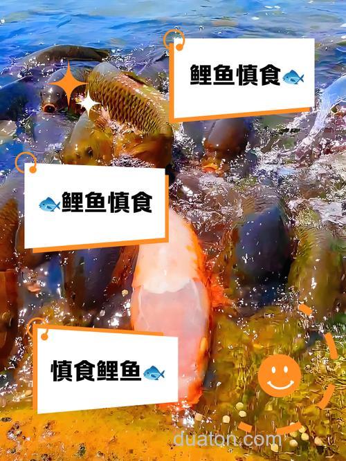 佛教徒为什么不能吃鲤鱼?