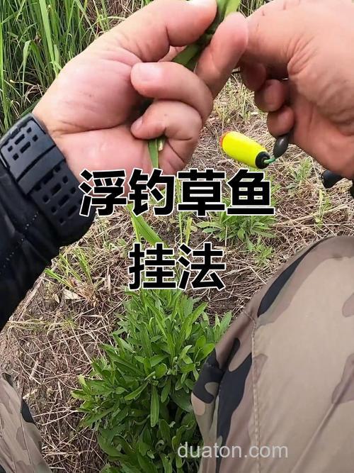 狂钓草和什么搭配最好