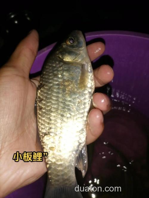 麸香的鱼饵钓什么鱼好?