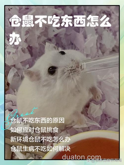 我家仓鼠不喜欢吃仓鼠饲料。。。