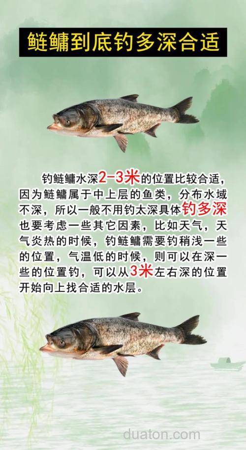 钓鲢鳙应该钓多深?
