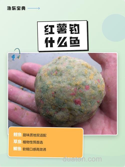 红薯钓草鱼最好的方法
