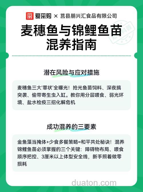麦穗鱼能和锦鲤混养吗？