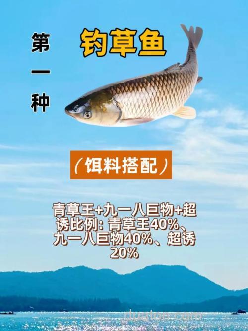 盛夏钓草鱼饵料搭配技巧