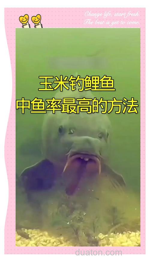水底有淤泥怎么用玉米钓鲤鱼？