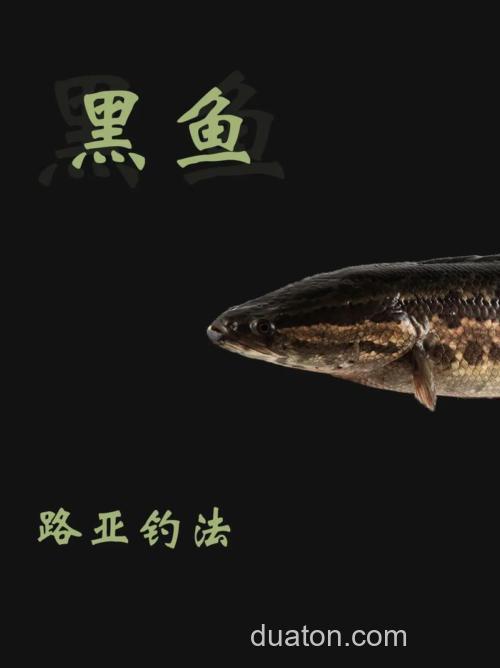 夏天用这种方法钓黑鱼，天黑了还不想收杆！