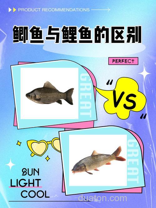 鲤鱼和鲫鱼有什么区别
