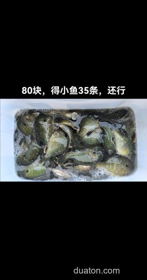 黑坑台钓太阳鱼的技巧与味型偏好,你知道多少?
