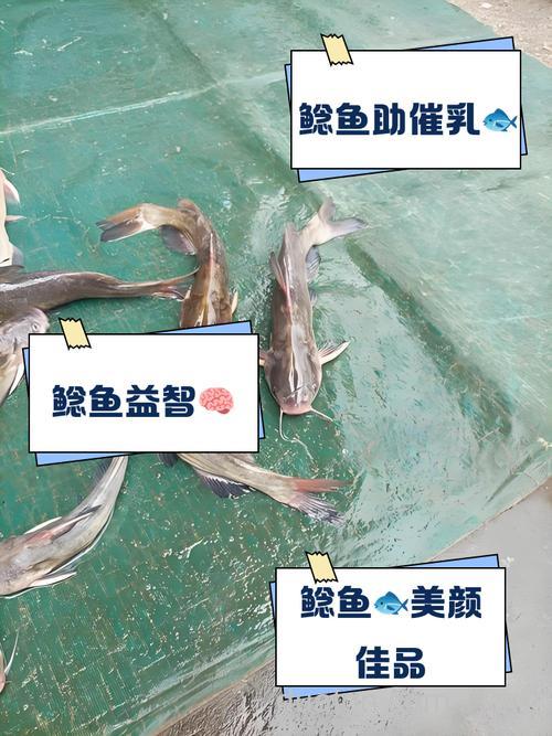 人工养殖的鲶鱼吃什么饵料成本低?