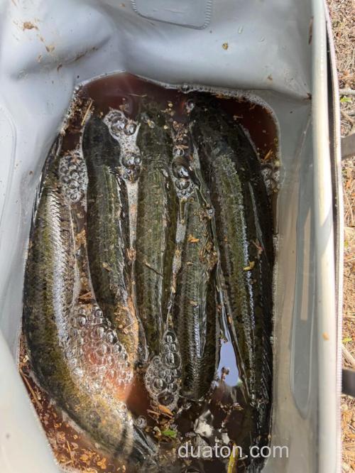 黑鱼刺少肉紧,现在还可以这样钓一个月吧!