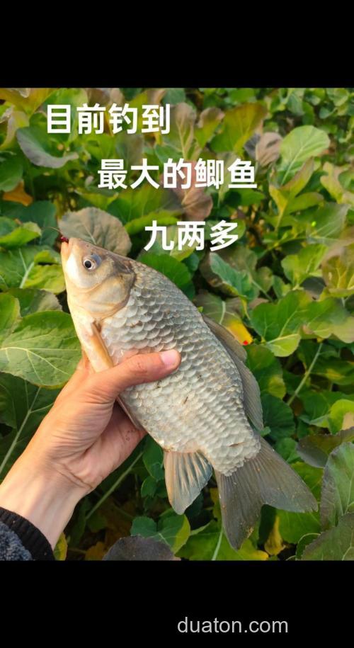 请教：老鬼的超级诱+速攻2#+小麦蛋白 能钓到鲫鱼吗？