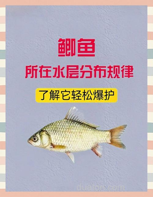 台钓小鲫鱼有哪些技巧?饵料状态与味型选择很关键