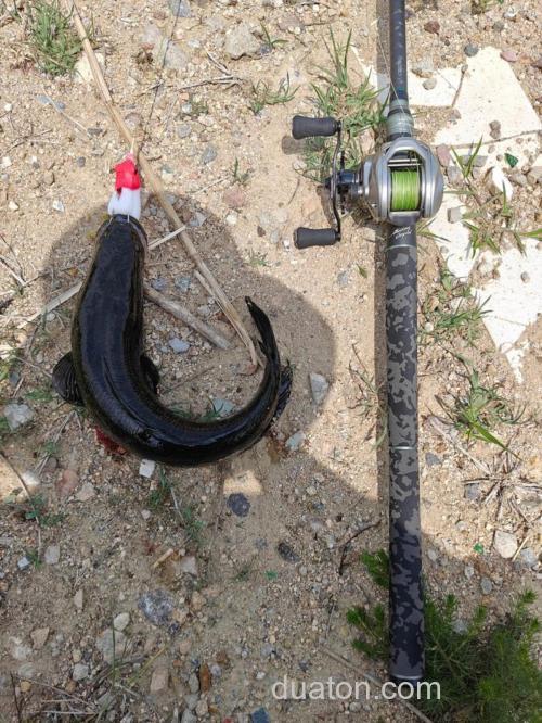 雷强钓法,一种源自日本特殊又极端的黑鱼钓法
