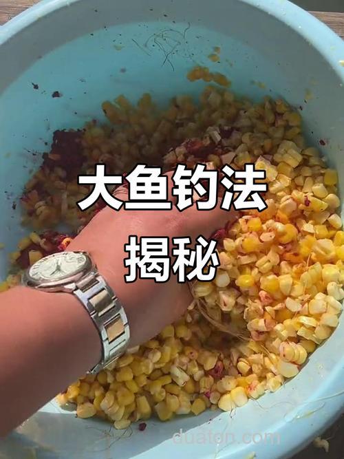 玉米酒糟养鱼技术方法?
