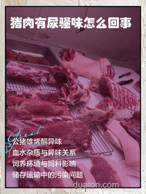 猪肉有尿味,这是为什么?