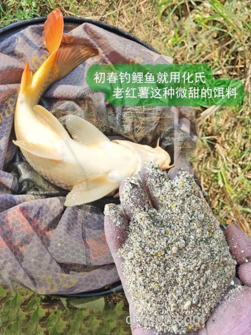红薯钓鲤鱼钓深还是钓浅？