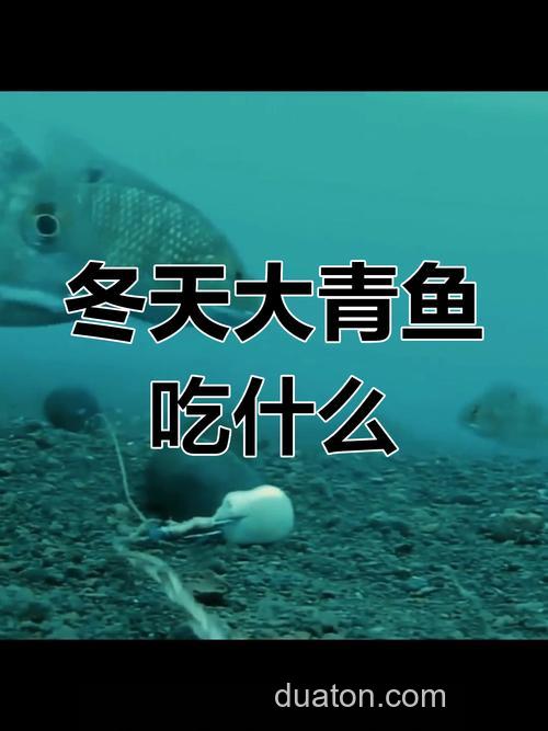 鲤鱼喜欢吃田螺还是玉米?
