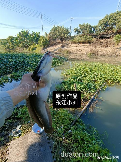怎么搞野河老鲤?