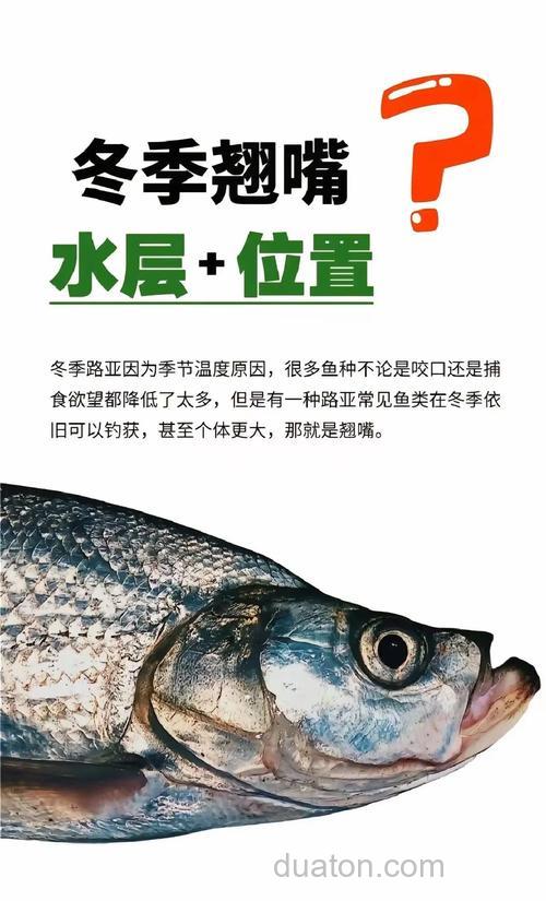冬天怎么样才能调到鱼？