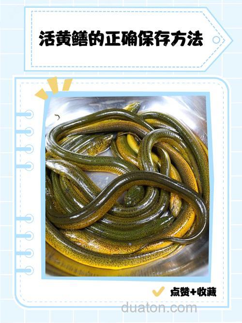 黄鳝吃肉虫怎么养?