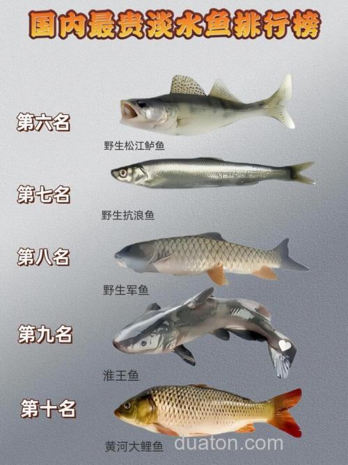 钓鱼手感最好的淡水鱼排行榜