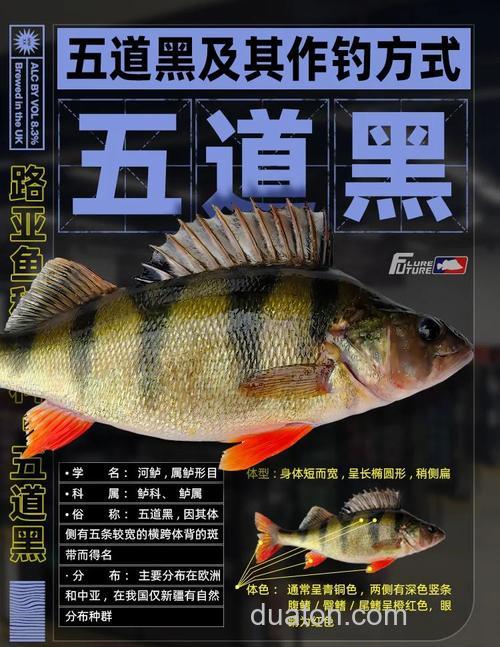 春季垂钓黑鱼几种不错的钓鱼方法
