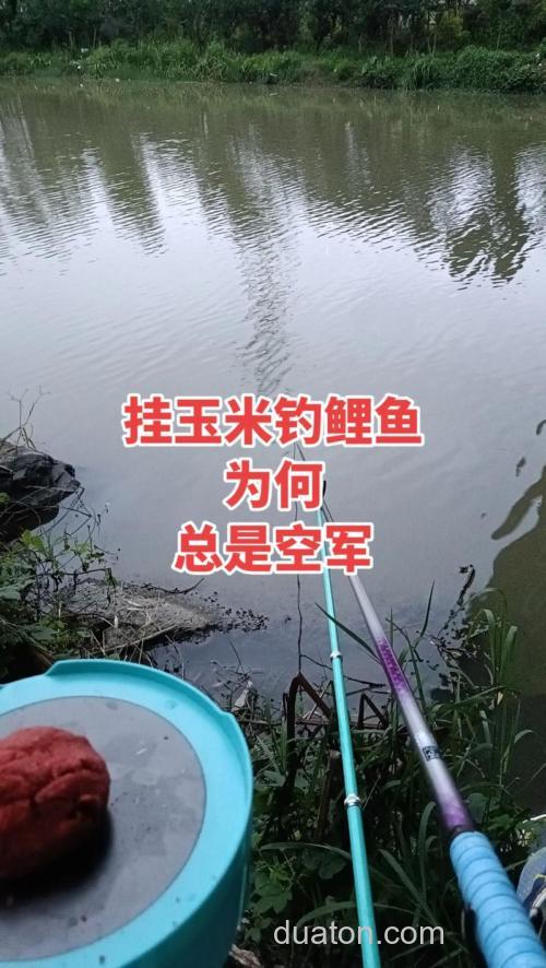玉米钓鲤鱼为什么顶漂?