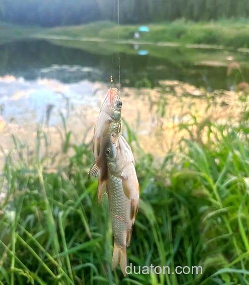 城市小河用什么饵钓草鱼?