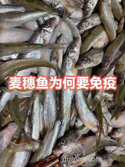 秋季麦穗鱼闹窝怎么办?