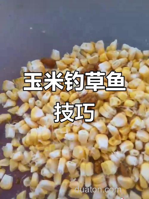 钓草鱼的玉米是生的好，还是熟的好？
