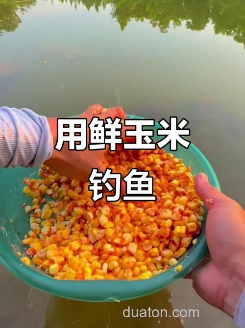 新鲜包谷钓什么鱼