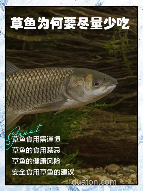 草鱼喜欢吃圡蜂子吗?